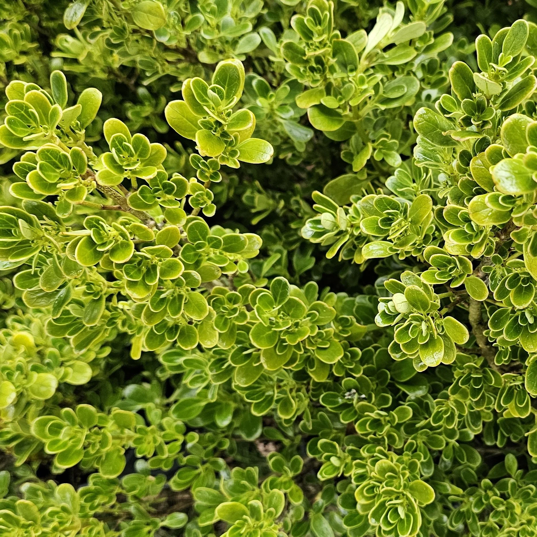 Mirror Bush — Wanderlust Nursery